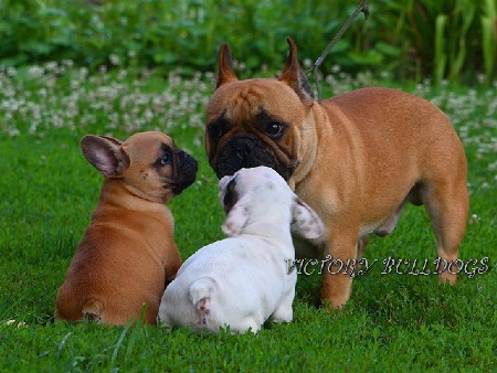 french bulldog newfoundland