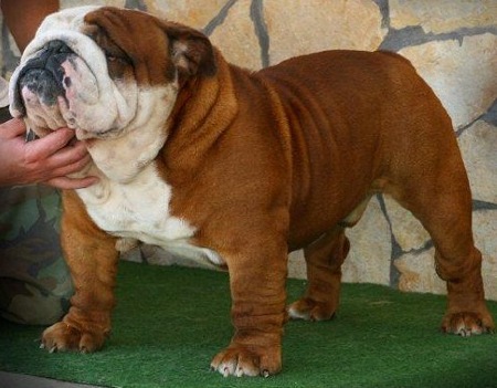 Champion english sales bulldogs