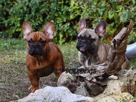 Victory Home Champion English And French Bulldogs